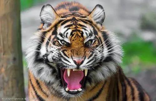 打油詩，虎威驚瘟神