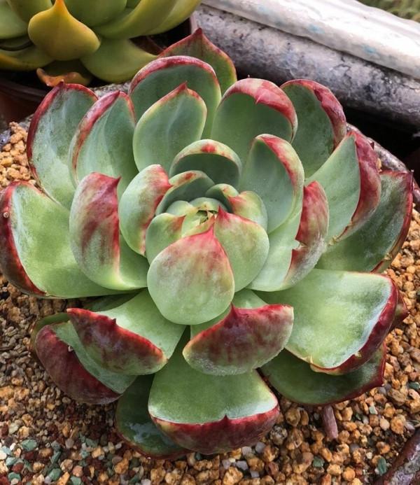 多肉植物的花語心願 多肉植物的花語心願