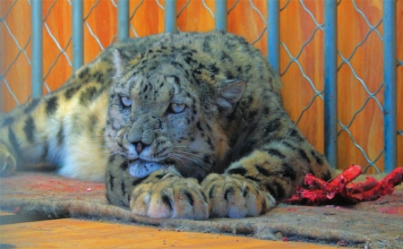 四川甘孜：父子接力照料雪豹3年 白唇鹿在護林員家成長