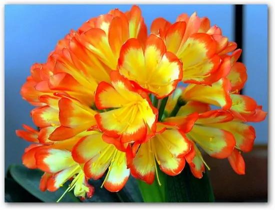 分享圖片：醉美君子蘭