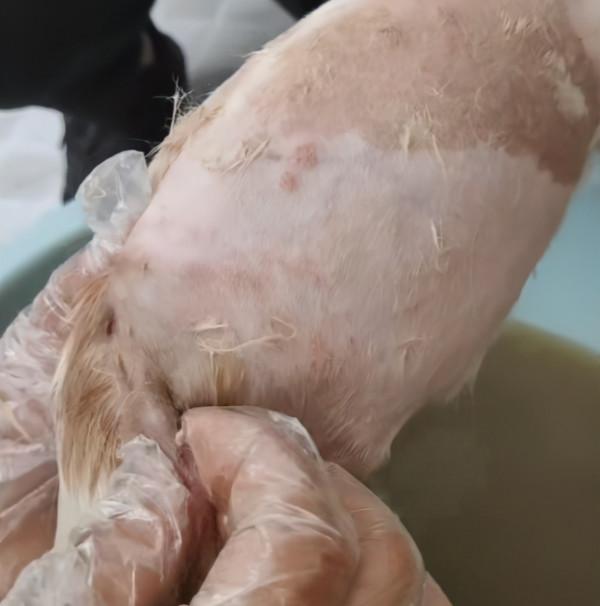 湖北：鐵絲綁後腿，在雨中淋了3天雨，被救後誰還不是漂亮的狗狗