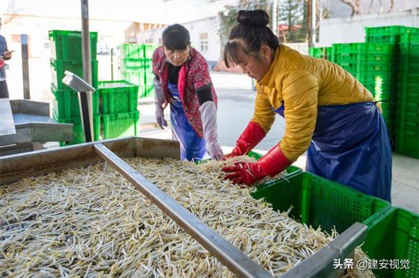 河南李彥軍：破解了國內豆芽行業的壞菜難題，打破了南北氣溫差異