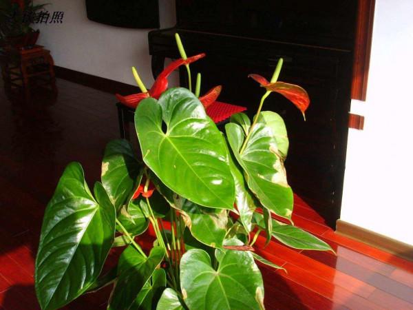 16種喜&OpenCurlyDoubleQuote;陰&rdquo;花，適合養在&OpenCurlyDoubleQuote;光照少&rdquo;的地方，光太強反而長不好