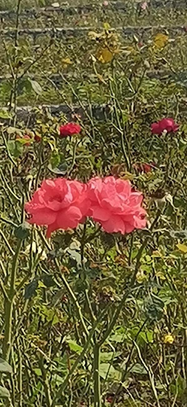 淄川南部森林公園