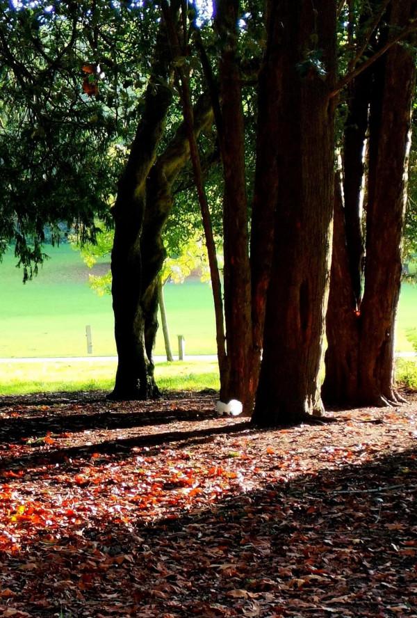 可愛的白色小精靈