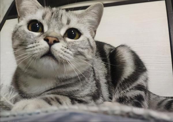 網評“最不臭”的幾種貓,很久不洗澡,身上都帶香氣 網評“最不臭”的幾種貓,很久不洗澡,身上都帶香氣