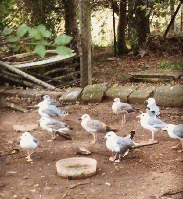 土耳其大叔自從收養了流浪動物後,愛心氾濫一發不可收拾了 土耳其大叔自從收養了流浪動物後,愛心氾濫一發不可收拾了