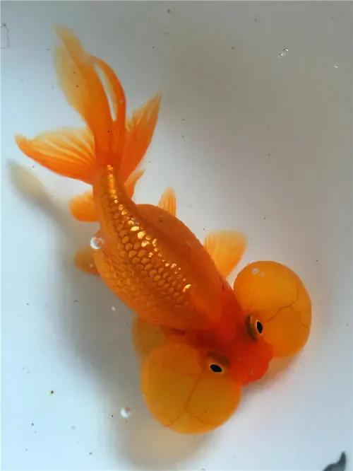 還是不建議新手朋友上手的國粹傳承金魚——水泡子