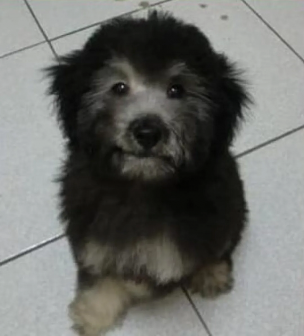 主人曬出家裡狗狗小時候和現在的對比照，全網被萌哭