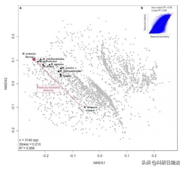 表型可塑性引導Moricandia arvensis的趨同和差異演化