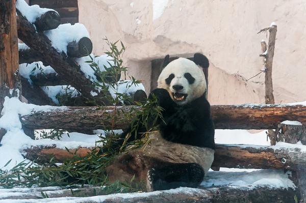 俄羅斯莫斯科動物園大熊貓悠閒享用竹子