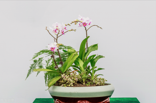 一花一世界、一佛一如來、失眠睡不好，選棵氧氣花 香豔又安神