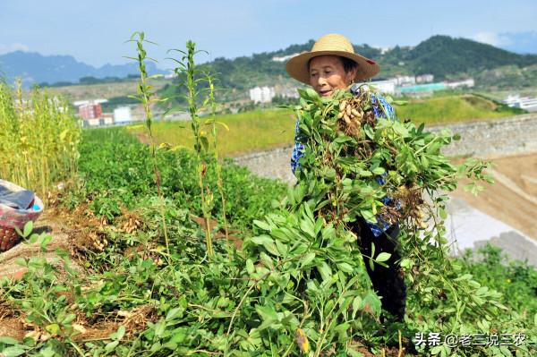 為啥花生不宜重茬？與誰“相伴”產量翻倍？簡單3點，增收又發財