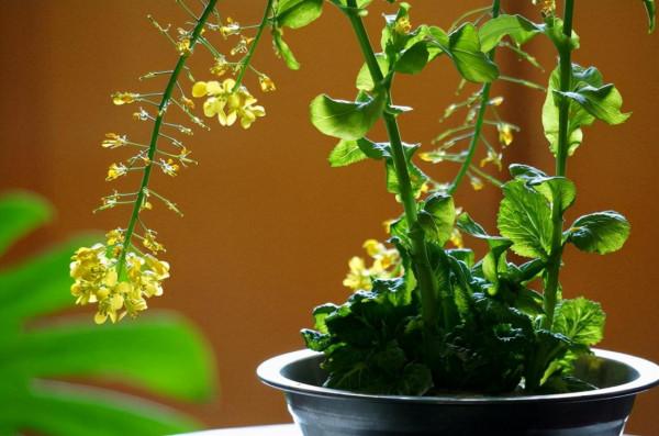 可以不吃但不可以不看