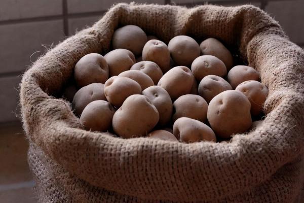 淘米水、黃豆水養花，都不如這“2種料”，入冬不黃葉，越長越旺