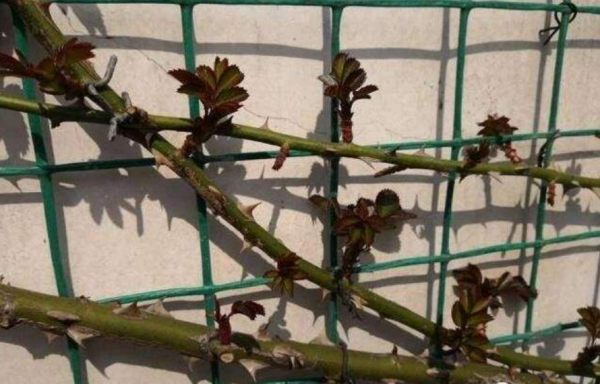 月季休眠有3個特徵，出現這3個特徵時，應該及時去做4件事