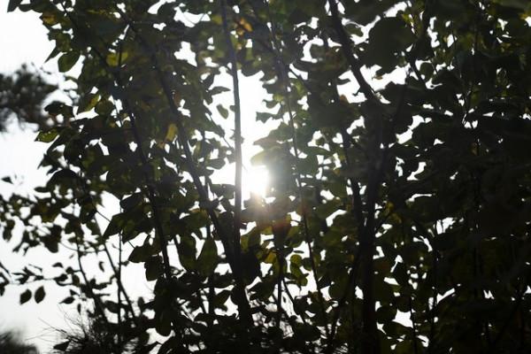 1999元國產全畫幅鏡頭 永諾50mm F1.8評測 1999元國產全畫幅鏡頭 永諾50mm F1.8評測