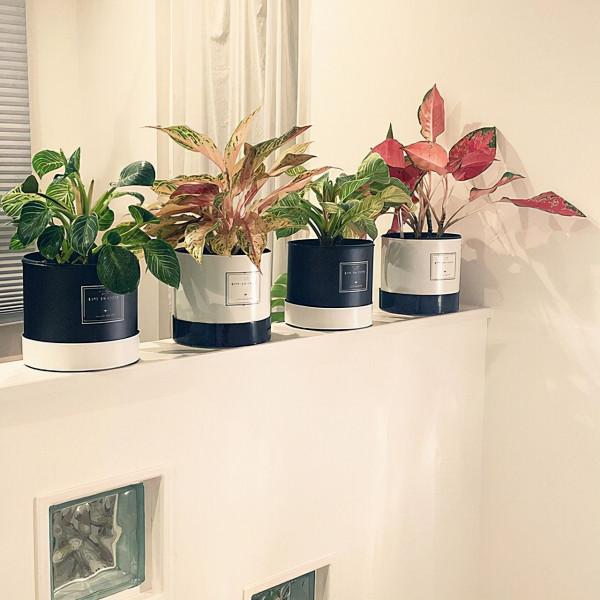 乾淨整潔的白色房間，配上不同品種，不同大小的綠植，效果大不同