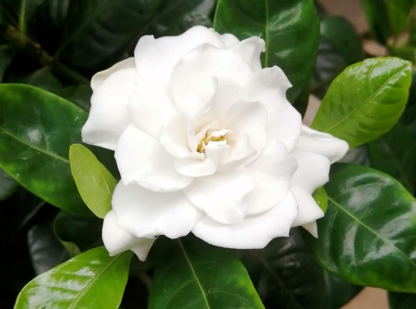 5種花太敗好感，壞毛病太多，到底該不該扔？