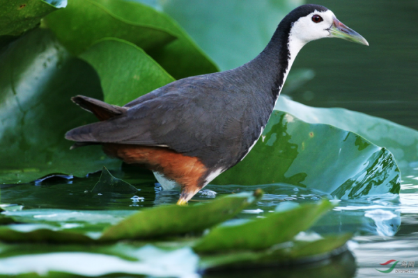 你知道白胸苦惡鳥的名字由來嗎？