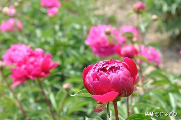漂亮的芍藥花欣賞