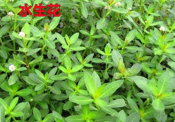 一人百年前放生了60只鳥,如今每年給美國造成,近8億美元損失 一人百年前放生了60只鳥,如今每年給美國造成,近8億美元損失