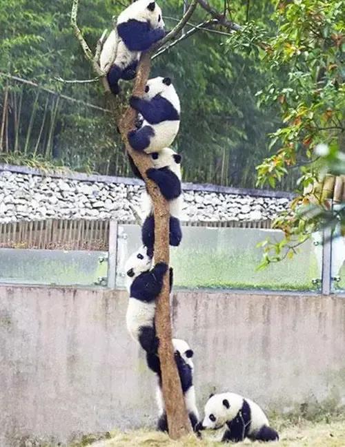 國寶“大熊貓”國家一級保護動物，這也太萌了吧