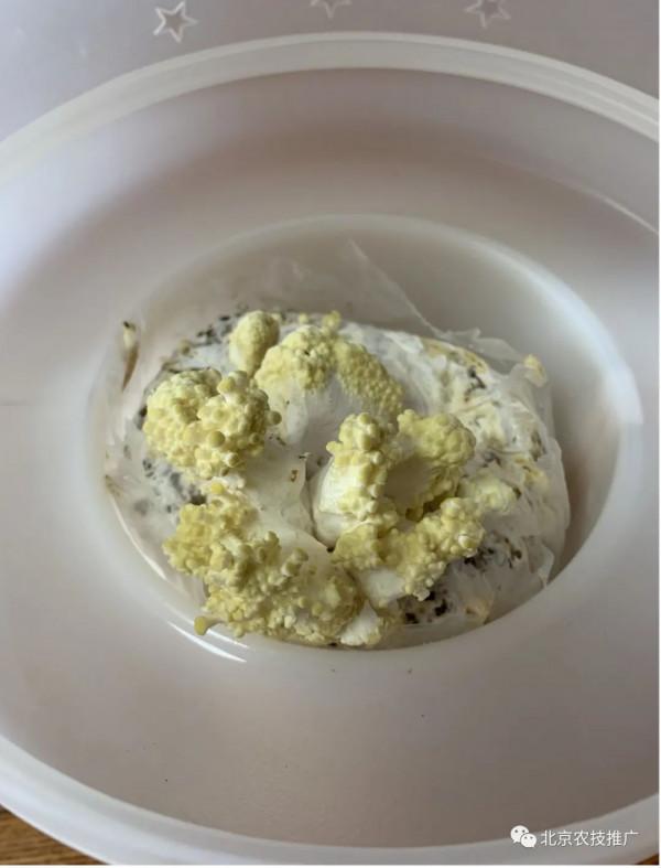 孩子放假了,在家養蘑菇試試? 孩子放假了,在家養蘑菇試試?