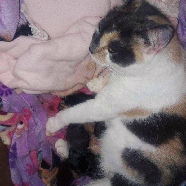 懷孕貓媽媽敲門喊“救命”，女孩問它幹嘛淘氣，貓：我快要生了