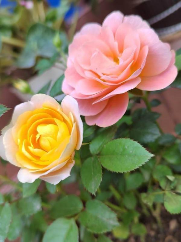 南方養花，並沒有大家說的那麼好，經歷了才知道痛苦