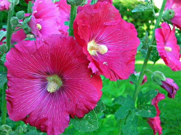 這6種花，栽到院裡不用管，年年到時間就開花