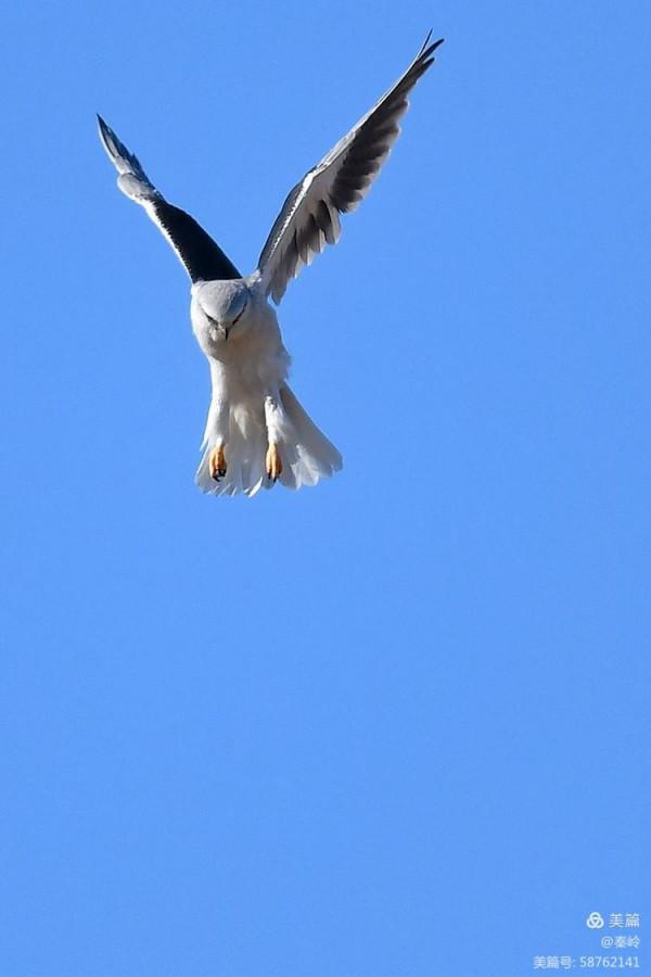 俊美空中小霸主“黑翅鳶”