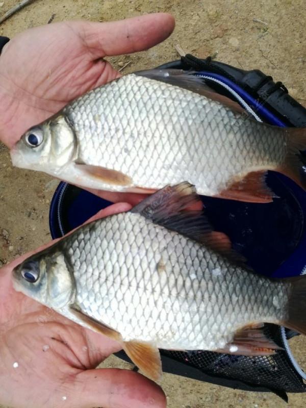 高背鯽即將狂口,野釣攻略分享 高背鯽即將狂口,野釣攻略分享