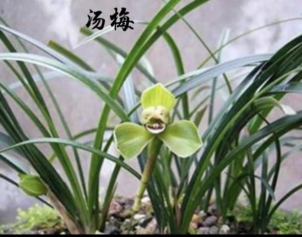 為什麼很多人養花養不活