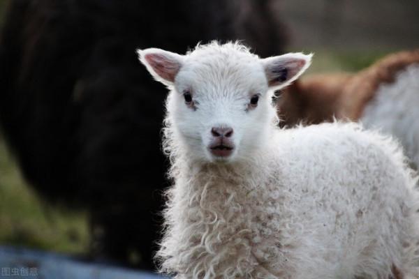 王文平專欄：人在旅途/養羊記（四十六）
