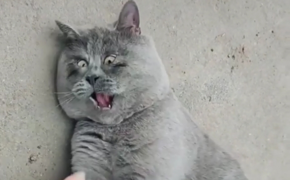 天生自帶表情包的貓貓 表情誇張每張都能成為迷惑圖