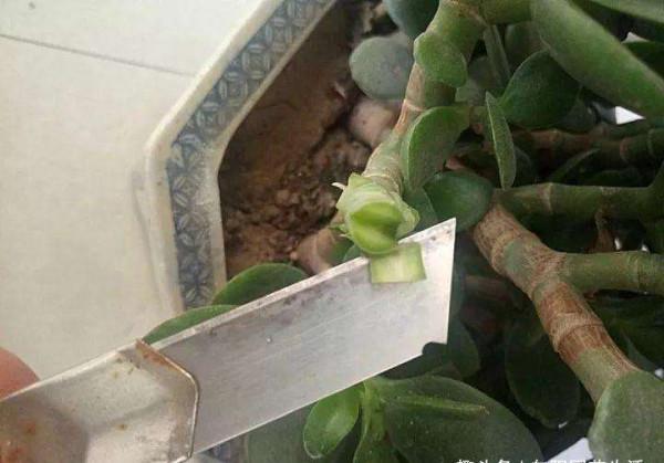 “家裡有棵樹，代代都富有”！室內養樹，建議從這9種裡面選