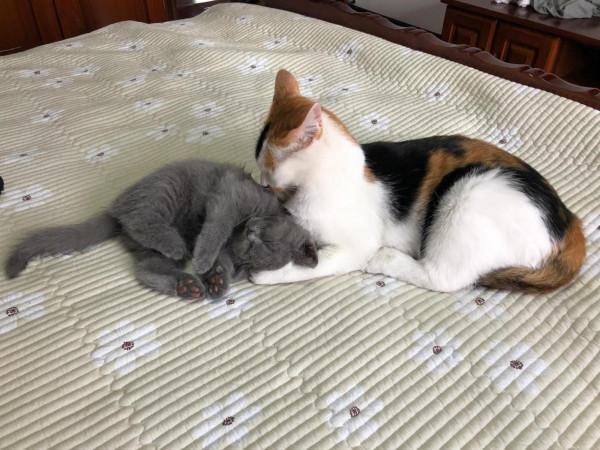 每一個流浪貓都可能是上天賜給你的禮物