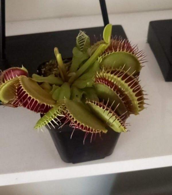 植物也有“肉食性”的,4種食蟲植物,養在家裡能“滅蚊” 植物也有“肉食性”的,4種食蟲植物,養在家裡能“滅蚊”