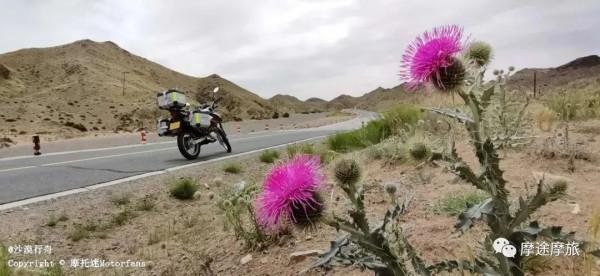 我的花甲之旅——沿途溼地沼澤,鳥語花香,森林草原,牛羊肥壯 我的花甲之旅——沿途溼地沼澤,鳥語花香,森林草原,牛羊肥壯