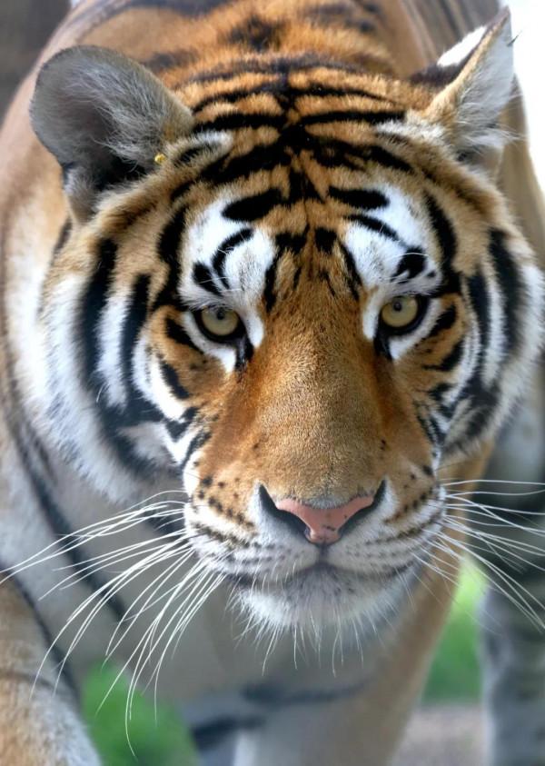 東北虎大起底|50年光陰,終得“王者歸來”!解密東北虎守護人 東北虎大起底|50年光陰,終得“王者歸來”!解密東北虎守護人