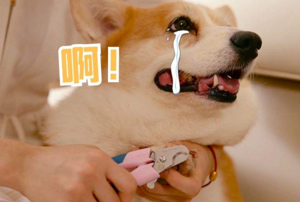 對狗狗做這些事,它不咬你才怪,別再激怒它了 對狗狗做這些事,它不咬你才怪,別再激怒它了