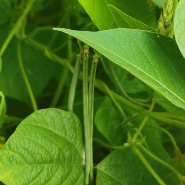 茄子花,豇豆花,爬豆花,豇豆花,還有田地裡的農作物和蝦蟹田 茄子花,豇豆花,爬豆花,豇豆花,還有田地裡的農作物和蝦蟹田