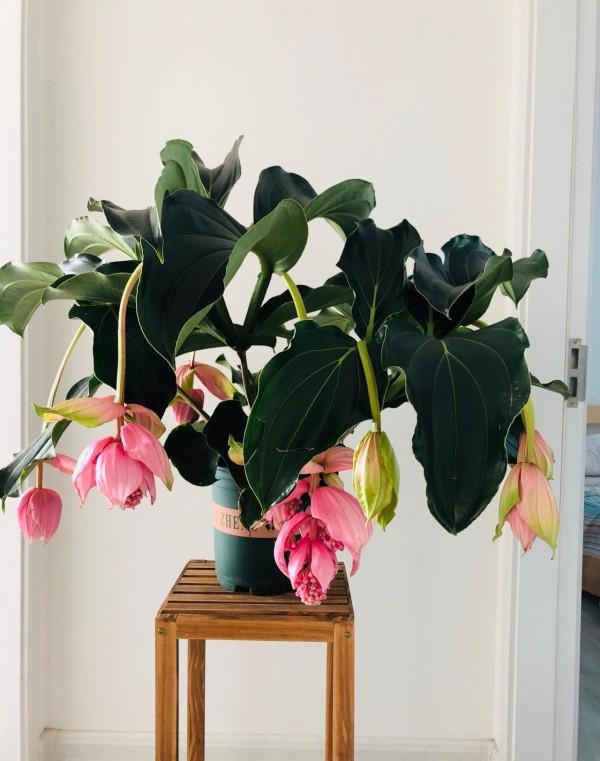 5種流行“網紅花”，謹慎入手，買著“真貴”，養起來太難