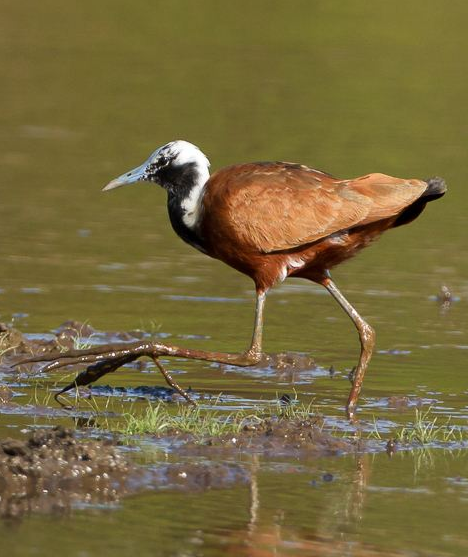 腳趾特別長的兩種動物，它們還挺有特點的，說不定你還見到過