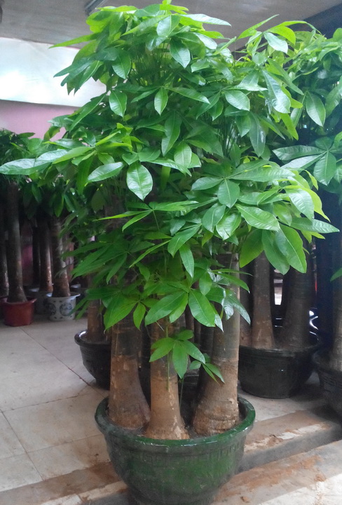 容易因多澆水而死的“10種花”，想要養好，管住手，少澆水