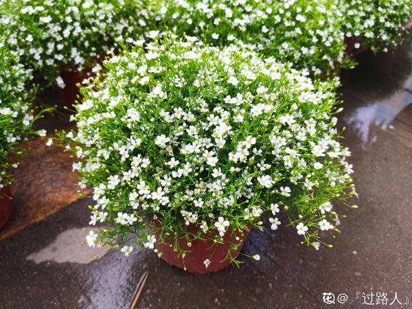 秋播時間到,掌握好播種技巧,出芽率直線上升 秋播時間到,掌握好播種技巧,出芽率直線上升