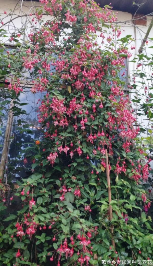 倒掛金鐘長成一棵樹，年年都開花，咋養的？