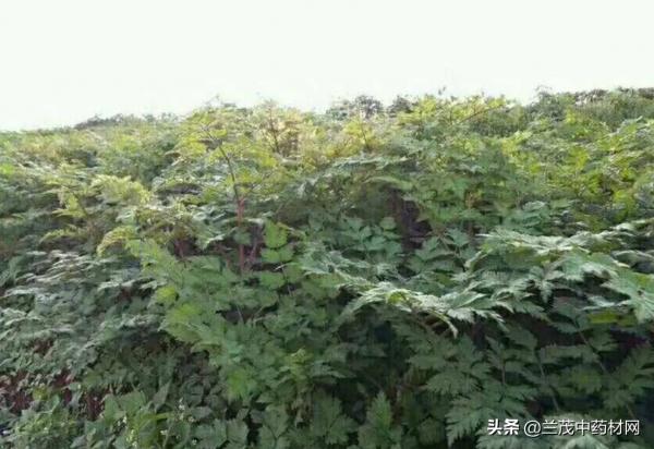 雲南昆明地區重點發展中藥材種植品種有哪些?你知道嗎? 雲南昆明地區重點發展中藥材種植品種有哪些?你知道嗎?