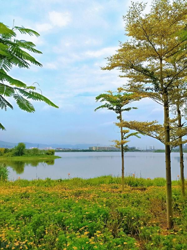 每日一詞《柳梢青•茅舍疏籬》賞析